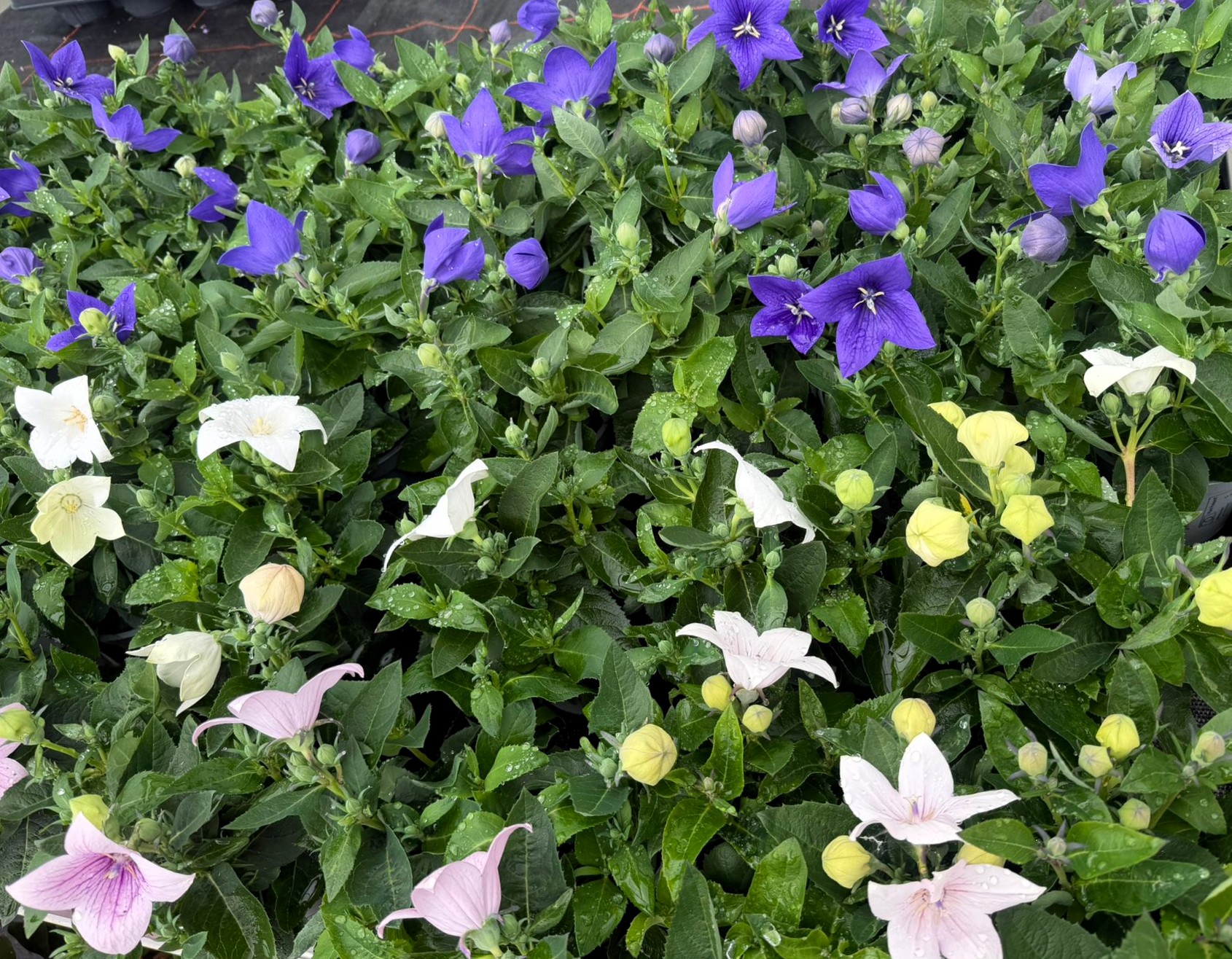 Monheimer Blumenmarkt